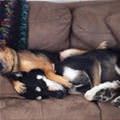 Cute Sleeping Dogs
