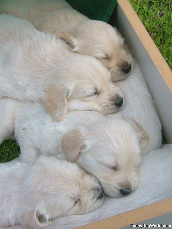 Cute Sleeping Puppies