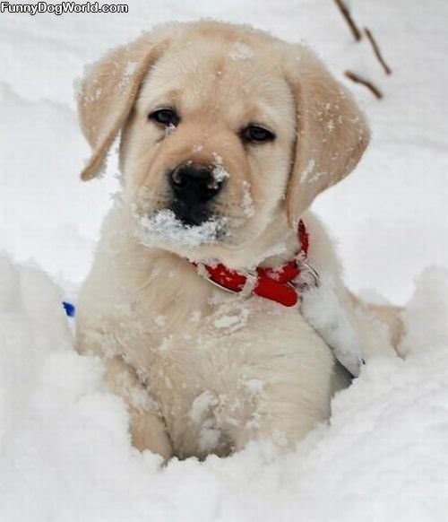 Cute Snow Face