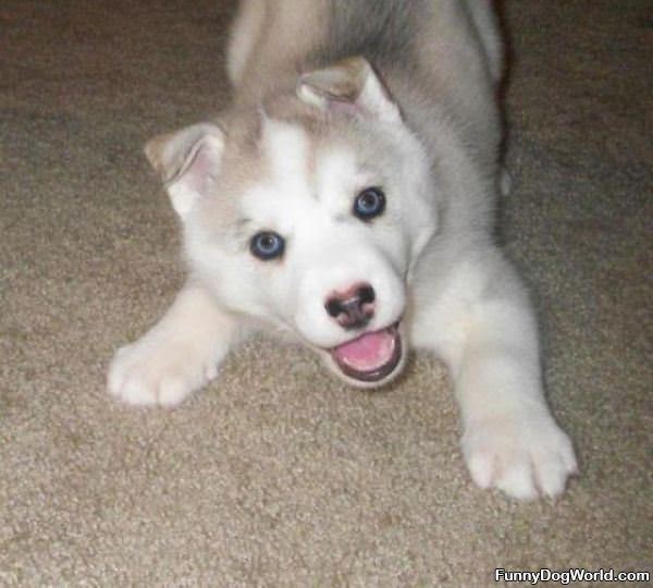 Cute White Puppy