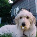 Cutedog