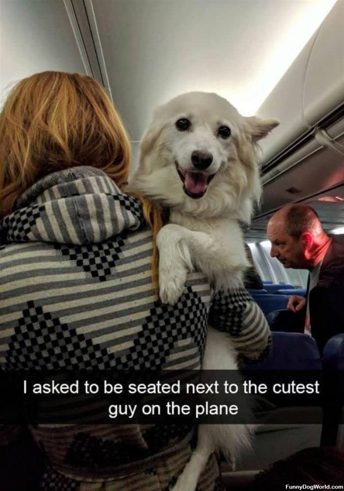 Cutest Guy On The Plane
