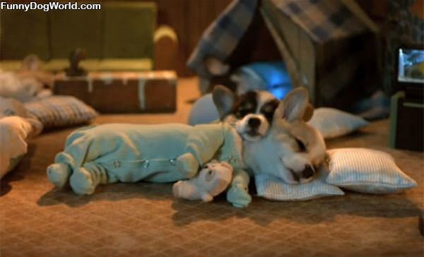 Cutest Sleeping Puppies Ever