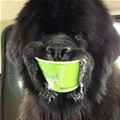 funny dog 2