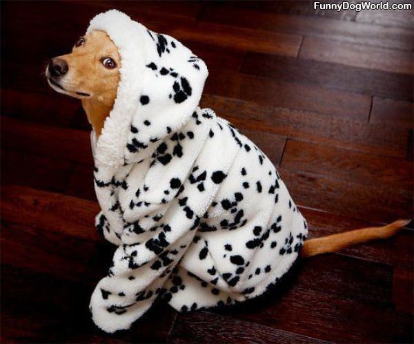 Dalmation Dog