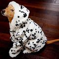 Dalmation Dog
