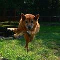 Dance Dance Dog