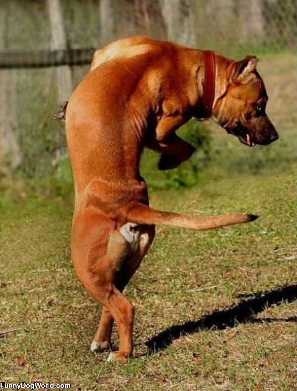 Dancing Dog