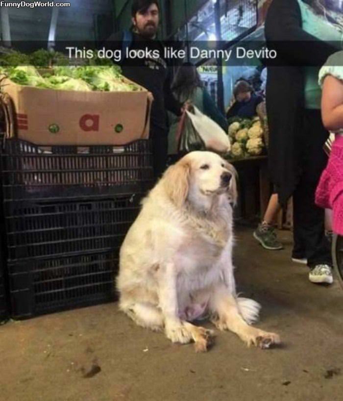 Danny The Dog