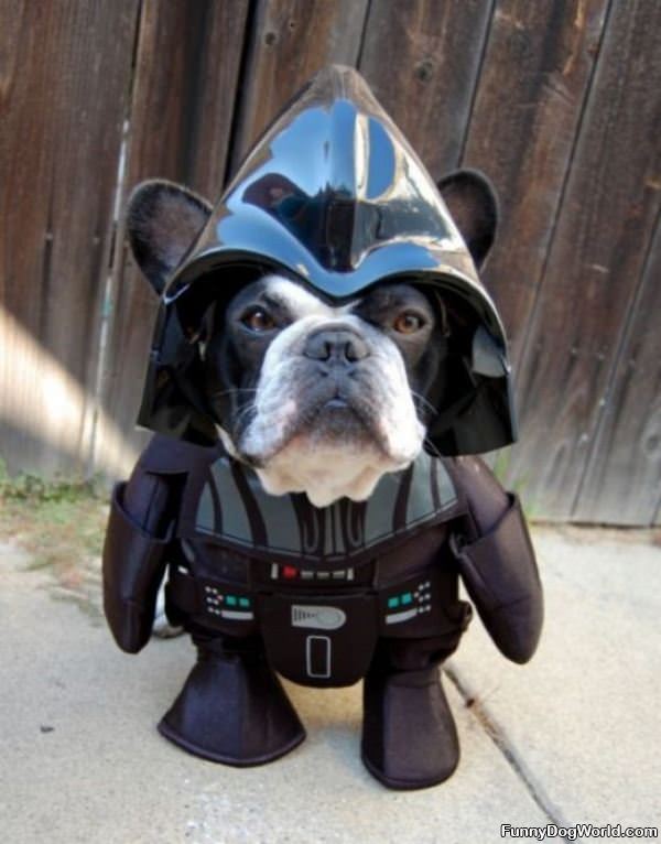 Darth Doggie