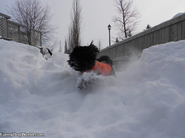 Dashing Through The Snow