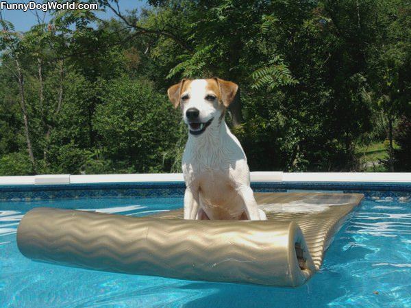 Day In The Pool