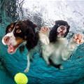 Deep Swim