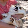 Derrrpy Dog