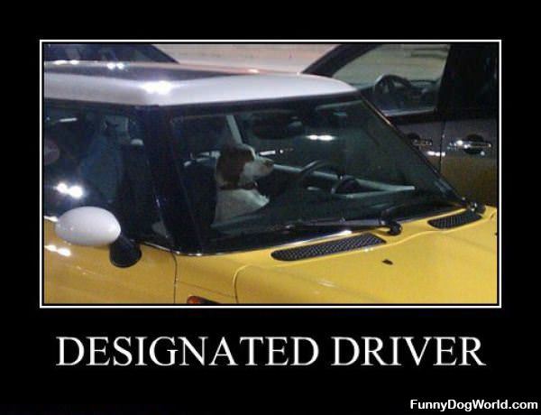 Designated Driver