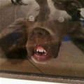 Did You See That Dog