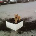 Digging For Gold