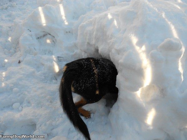 Digging In The Snow