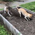funny dog 3