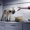 funny dog 5