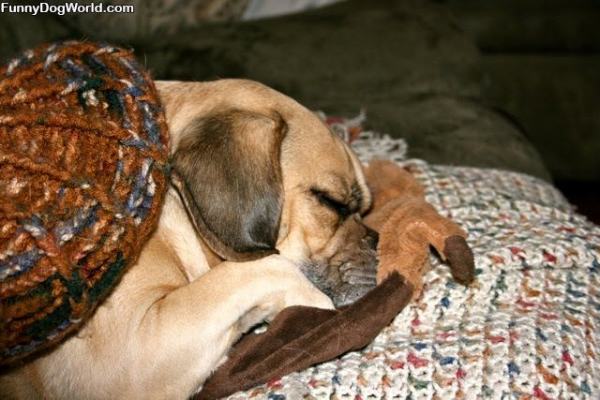 Ditka Dreaming Of Da Bears