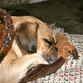 Ditka Dreaming Of Da Bears
