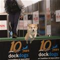 funny dog 1