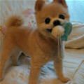 funny dog 2