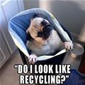 Do I Look Like Recycling