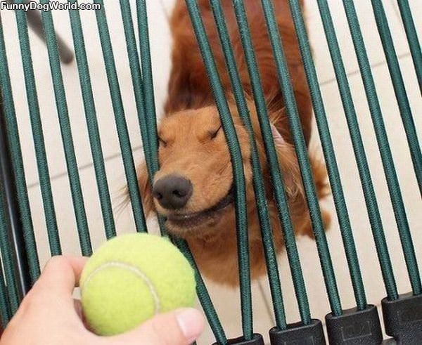 Do Want The Ball