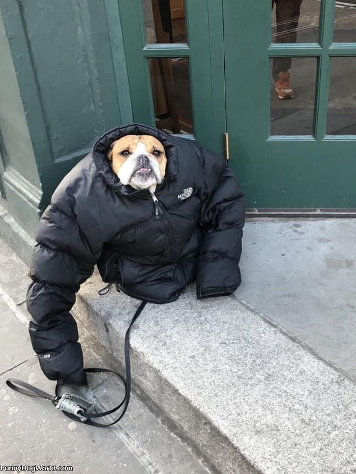 Do You Like My New Coat