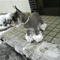 Do You Like My Snow Shoes