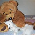 Dog And Bear