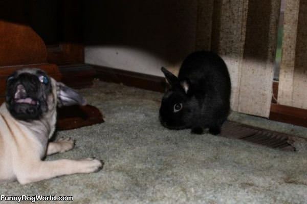 Dog And Bunny Playing