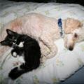 Dog And Cat Napping