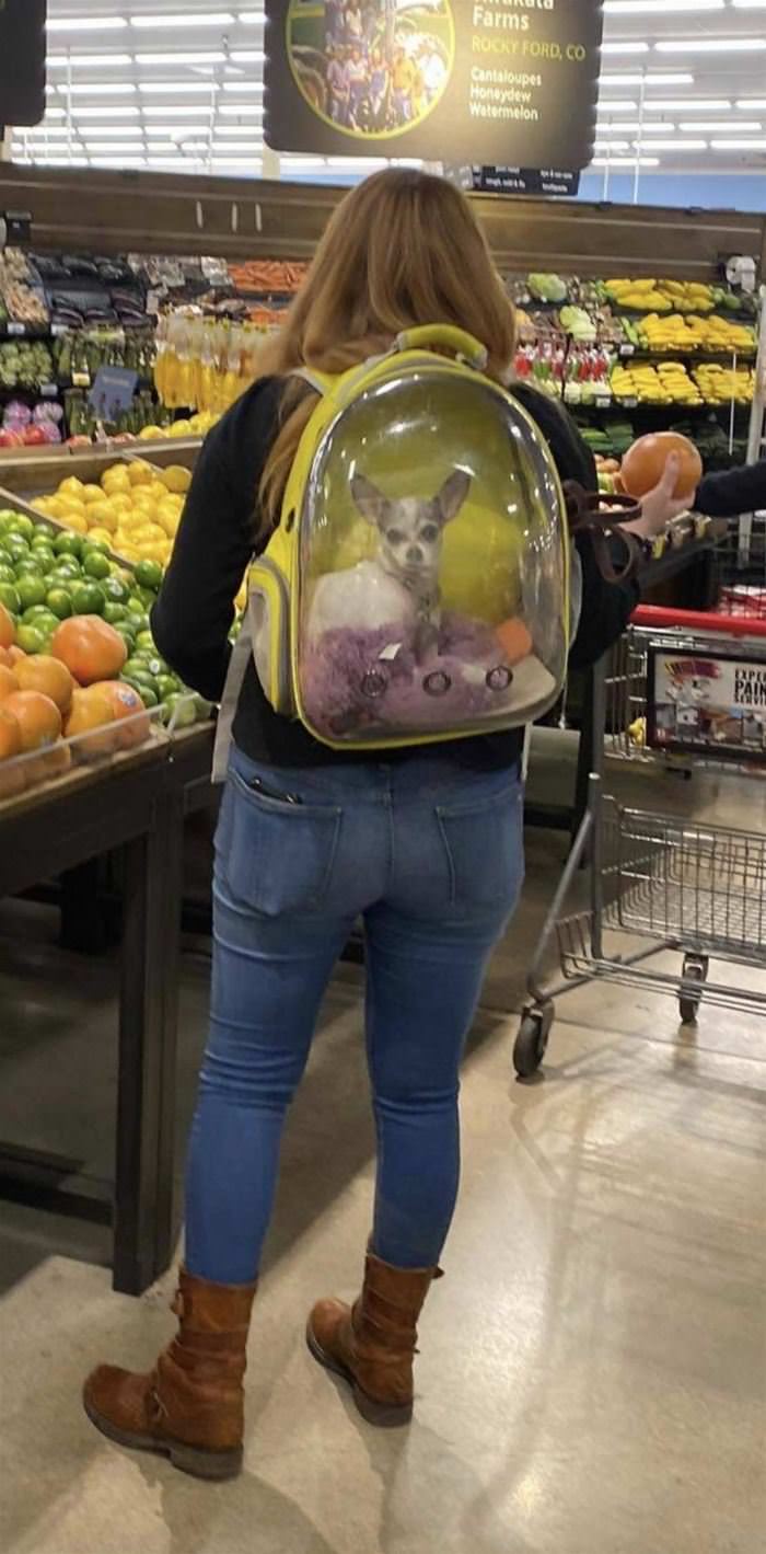 Dog Backpack