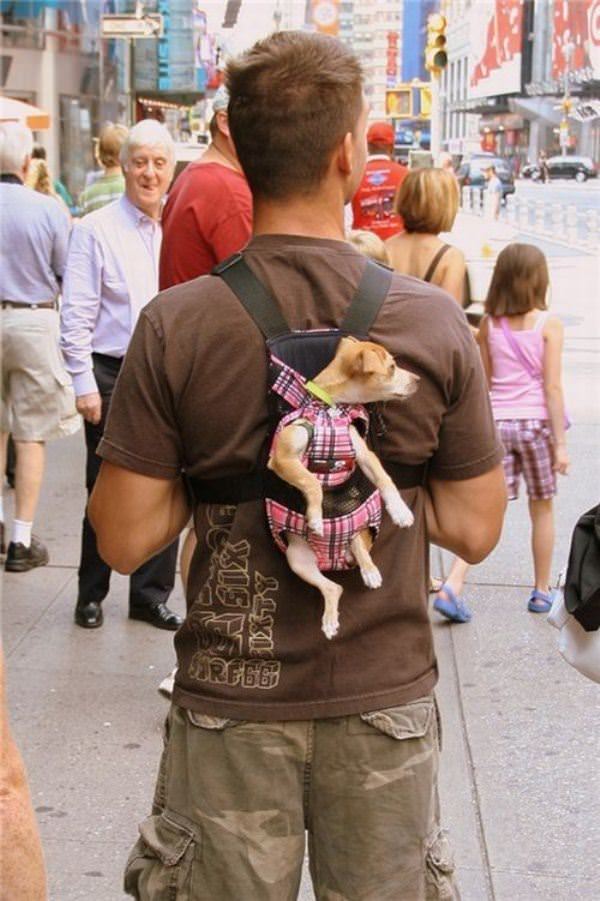 Dog Bag