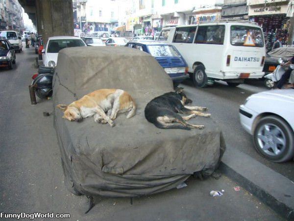 Dog Bed