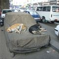 Dog Bed