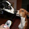 funny dog 4