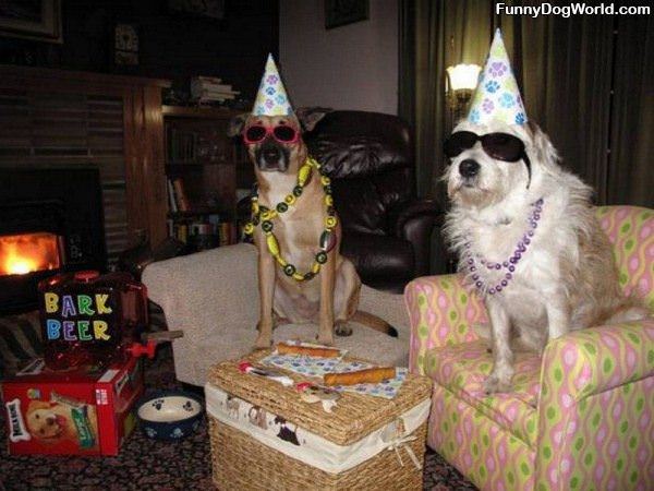 Dog Birthday Party