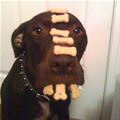 Dog Bones