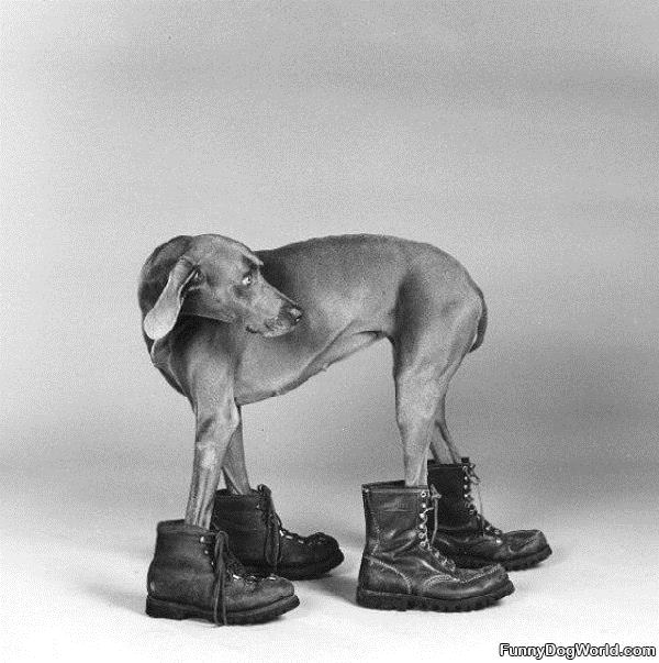 Dog Boots