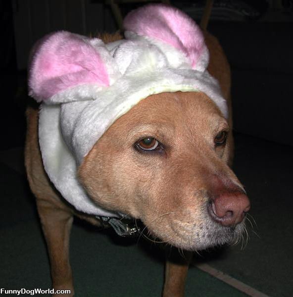 Dog Bunny Ears