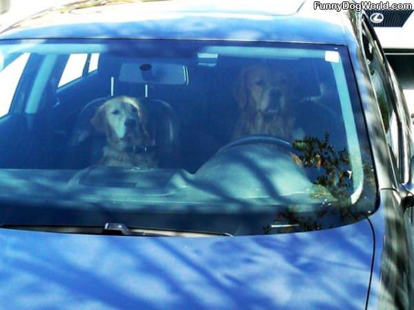 Dog Car Pool