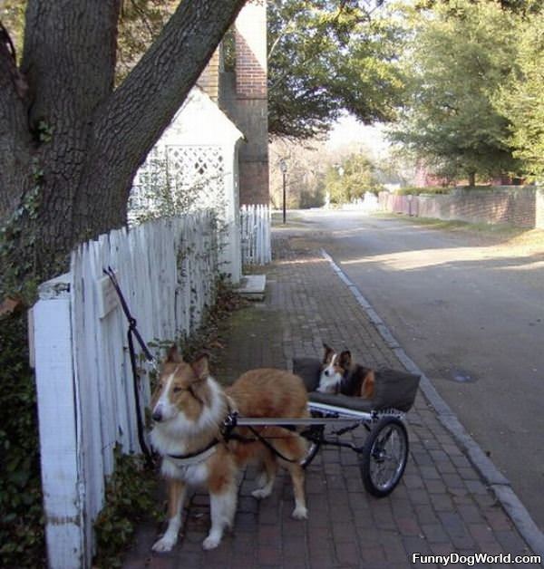 Dog Cart