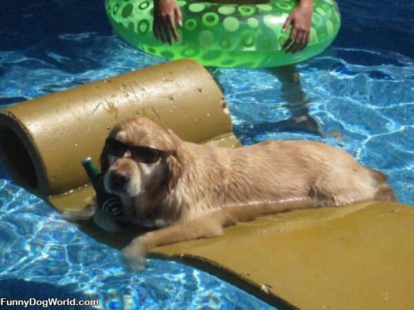Dog Chillin In The Pool