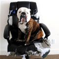 Dog Claimed This Chair