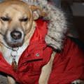 funny dog 5