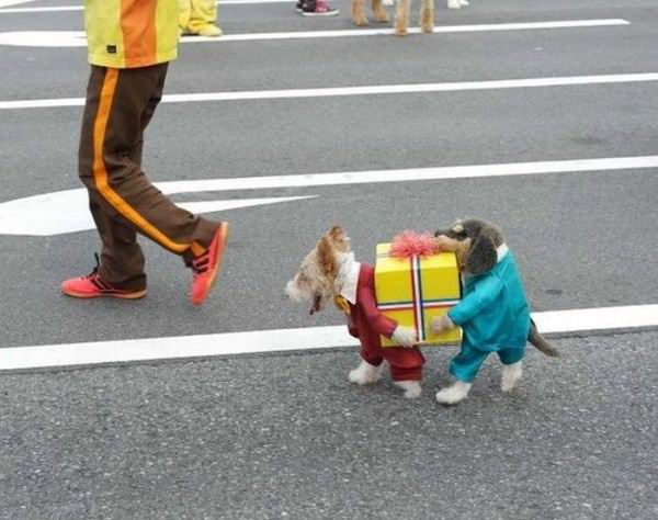 Dog Costume